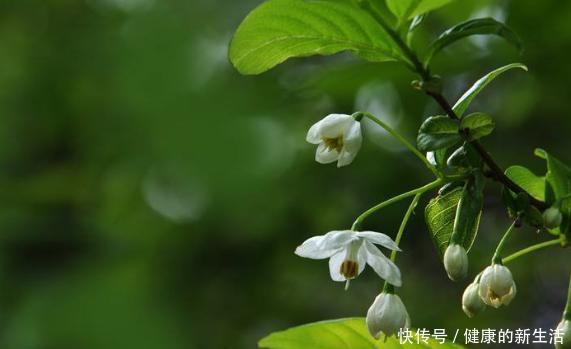 『国家』这种树是江苏特有,果实像秤砣,是国家保护植物,很多人都没见过