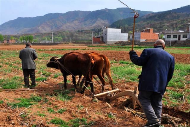 农村俗语：“二月没九，饿死猪狗”，啥意思？今年二月有没有九？