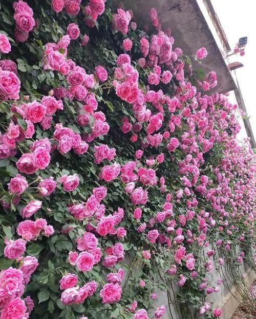  『三角梅』有院子的话，一定养这花，开花大又香！