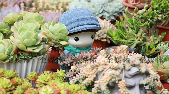 #淮北#淮北：多肉植物俏销春季花市