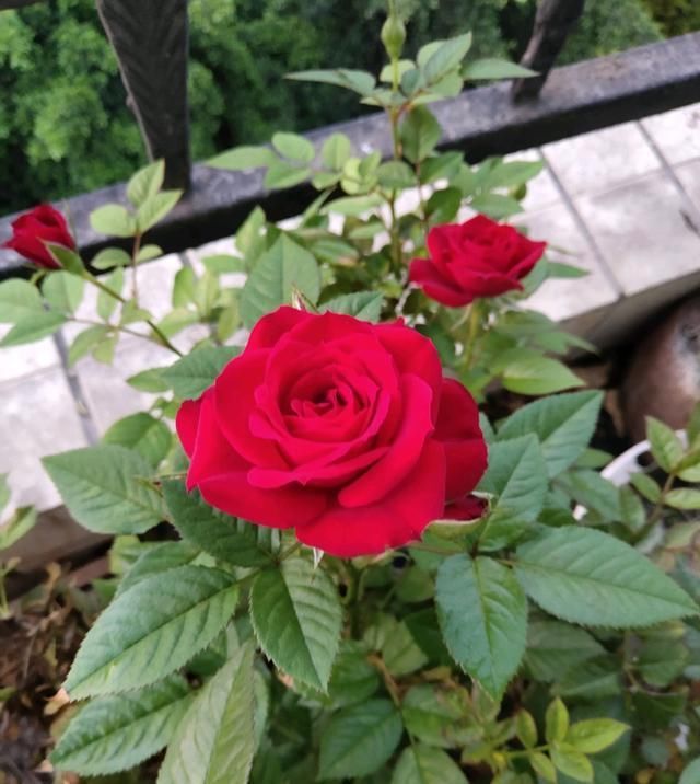 此种@此种盆栽花,标准大红色,漂亮又喜庆,四季花开不停,很值得栽培
