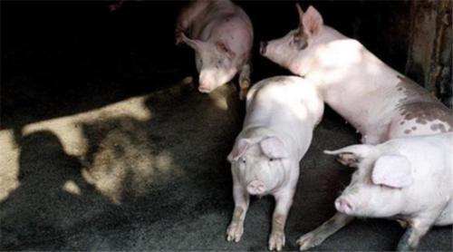 为什么美国能成为全球养猪大国？看看这些操作你就知道了