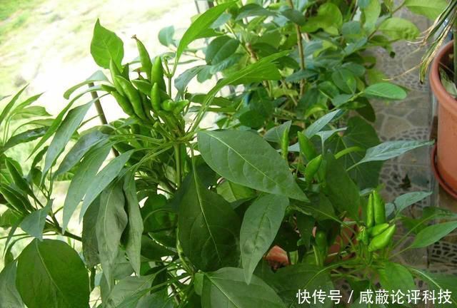  「辣椒」阳台种辣椒，掌握3个“技巧”，开花多结果多，一棵采摘3斤