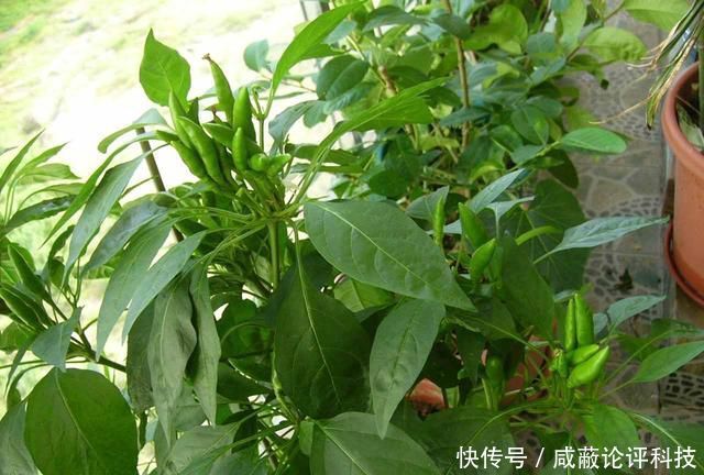 「辣椒」阳台种辣椒,掌握3个“技巧”,开花多结果多,一棵采摘3斤