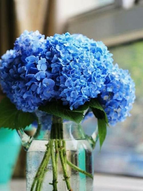  『新枝』绣球迟迟不开花？静等“新枝变老”，老枝才有“开花道”