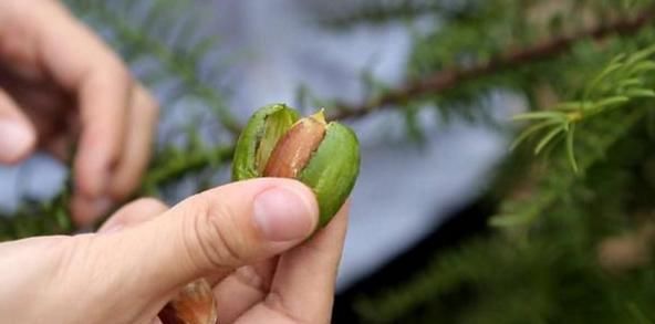  果实@农村一种“发财树”，一棵价值400多元，果实120元一斤