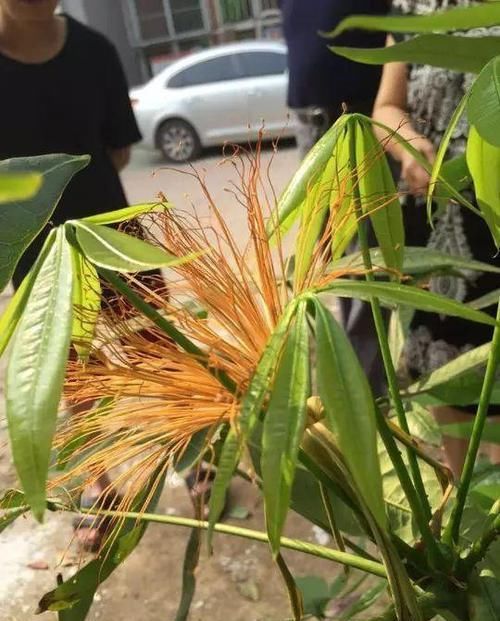  「玉果」教你养发财树，两个月开金花，还能结玉果，幸福吉祥好兆头