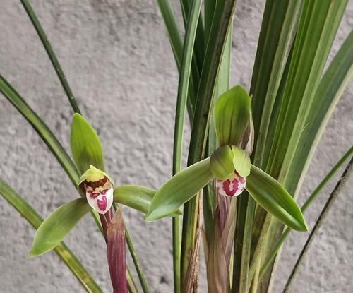 『上盆以后』兰花上盆两个月不冒新芽?只要兰花叶片挺拔正常,薄积厚发而已