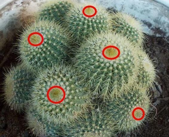  [种植物]家里仙人球养得好，放在阳台就能长，真好看！