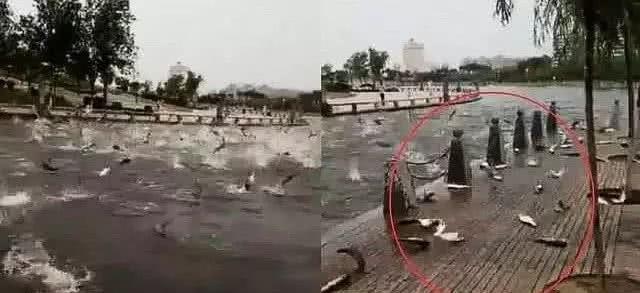 高铁过境致鱼群触电鱼群疯狂跳上岸，钓友捡鱼