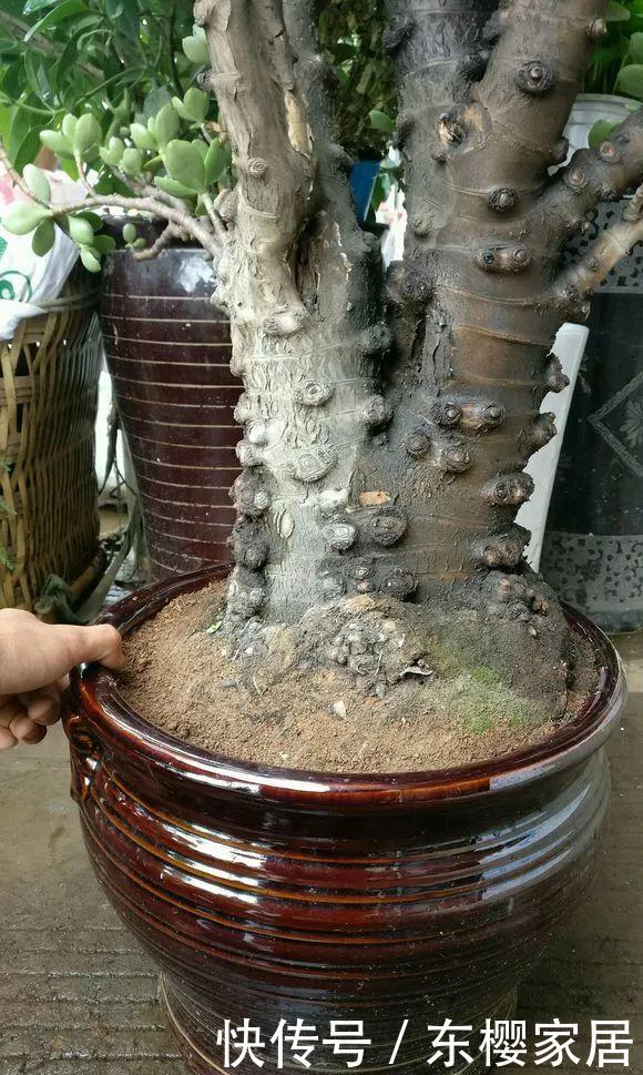  翻天■玉树枝干“胳膊粗”，至少养了20年，霸气美翻天！