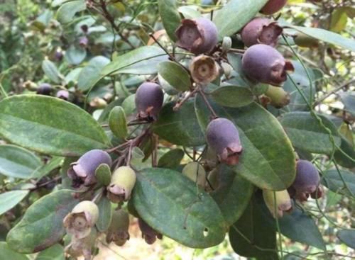 它被农民称为“水果之王”是药食两用的果子，如今野生的一株难求