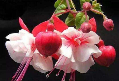  「艳丽」养花就养艳丽的，花朵小巧可爱，花色似胭脂，开花艳丽惹人爱，美