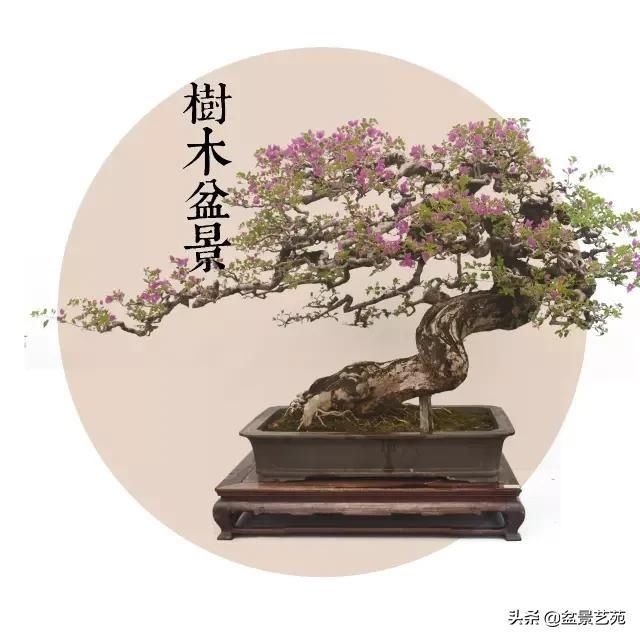  「成寸」盆景百态，缩地成寸