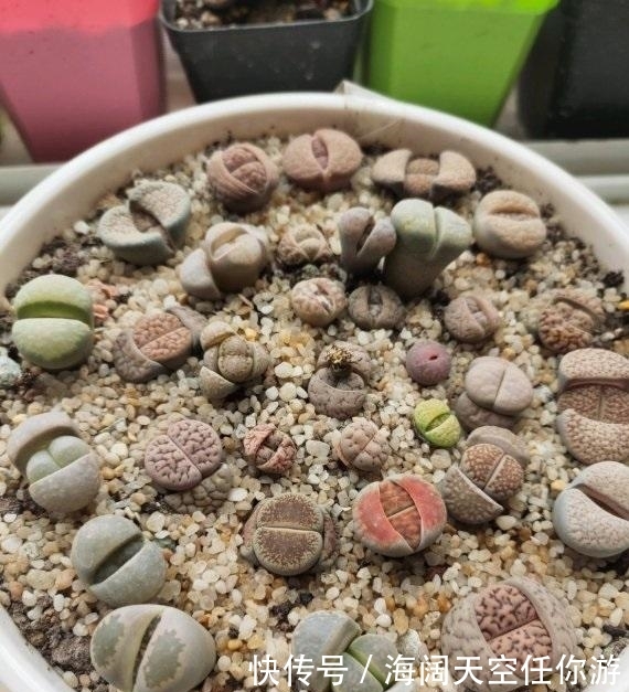  [停止]经常外出，不如选择“4种植物”，停止浇水1个月，还能生长很健康