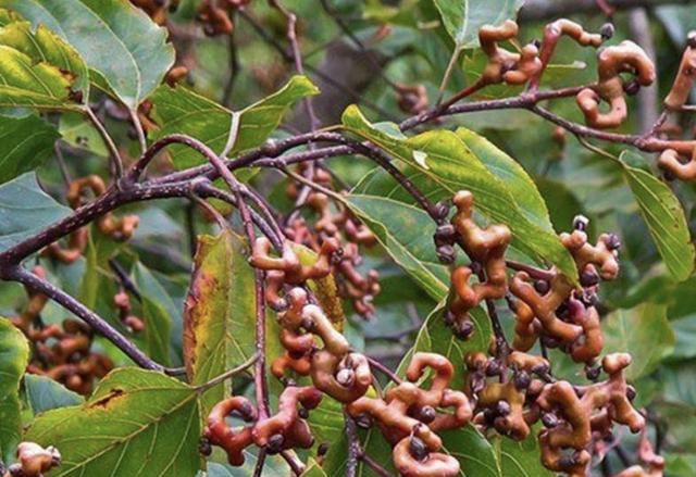  【果子】1种“果树”长在山上，结出灰色的“果子”，人称“拐枣