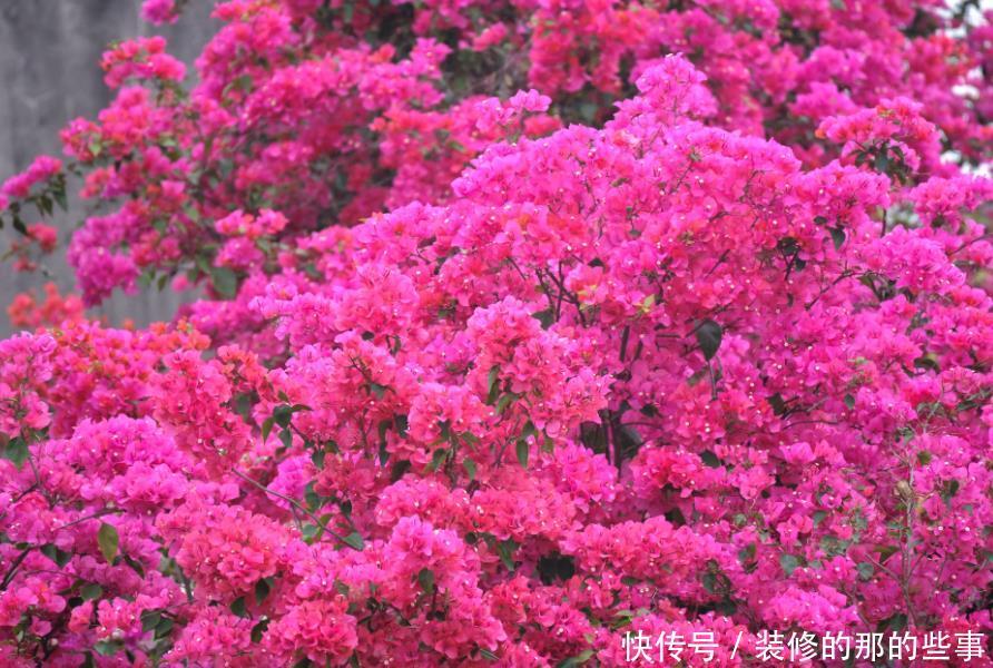 『三角梅』家有院子,一定要养“3种花”,开花大又香,开出一片花海!