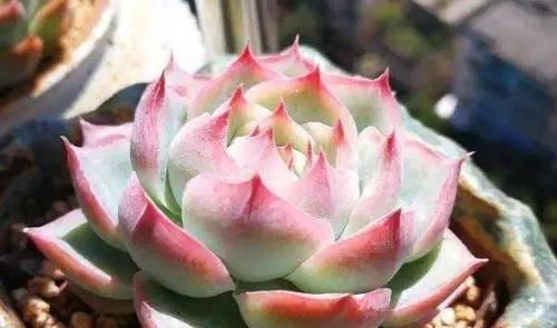  「脸盲」36种多肉图谱，啥肉都能叫上名，不再脸盲！