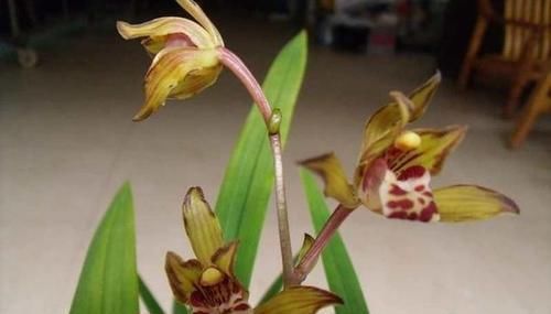 香味■墨兰铭品——金鸟,花型轻灵秀气,香味芬芳迷人,你值得拥有!