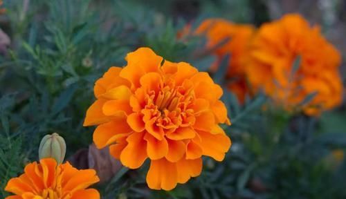 『孔雀草』适合夏天养的3种花,开花能力强,爆盆非常简单,四季都赏花不断