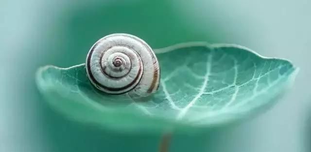 春天怎么拍才有意境？十招让您立刻开窍！