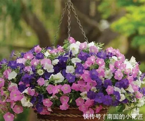 阳光|这几种花养护就一个字“晒”,太阳好了晒一晒,越长越旺容易爆盆