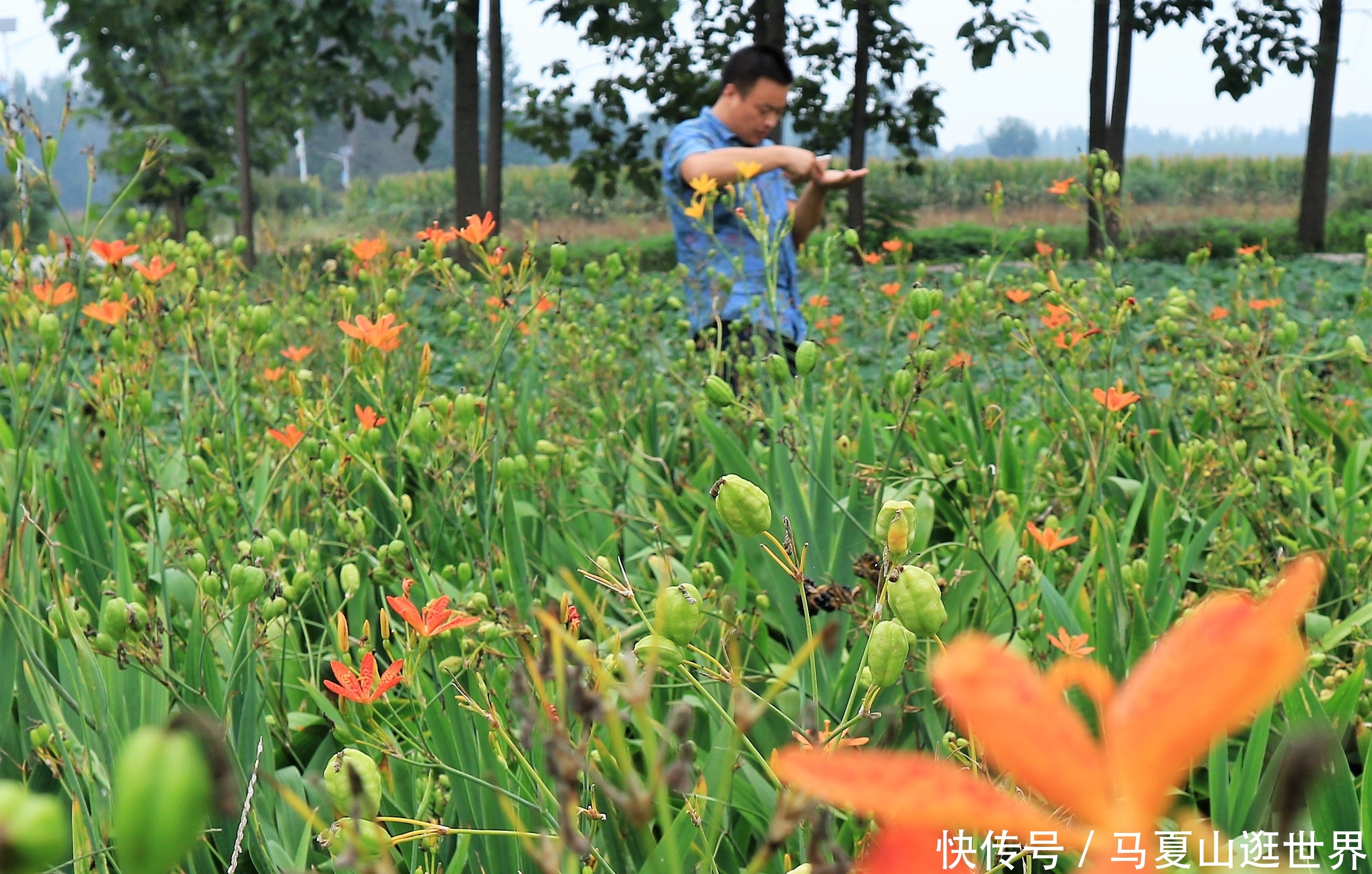  【值得】农民种植“懒汉农作物”，5亩收入40000元，值得借鉴吗