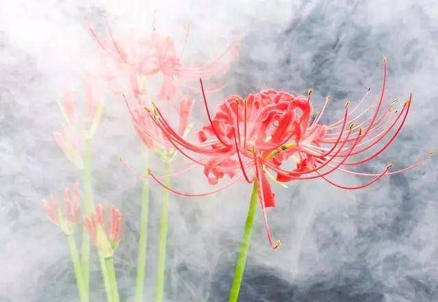  「冥界」传说中的，冥界四花，你知道是那四花吗？