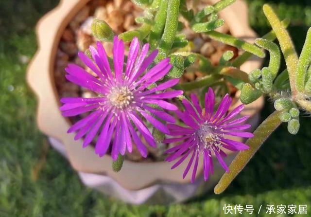 【枝干】叶子像可爱的兔耳,开花如雏菊般清新的枝干番杏,合理配土很重要