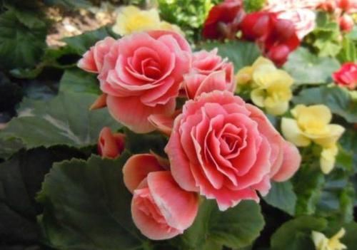  绿萝：春季逛花市，邻居只买3种花，新手也能养爆盆，花色鲜艳夺目