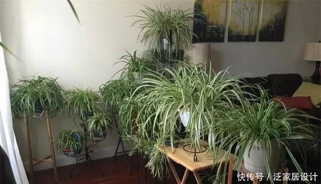  [图片作者]扦插技巧：这6种花现在扦插，丢土里就生根，插多少活多少！