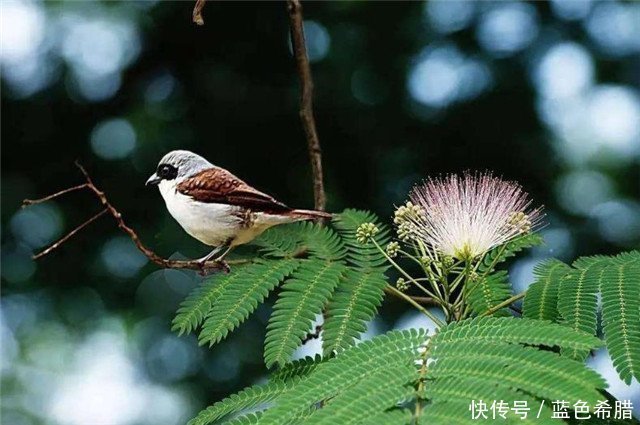 「寓意」粉嫩轻柔的合欢花,2个拍摄思路,表现寓意美好长久的花卉照片