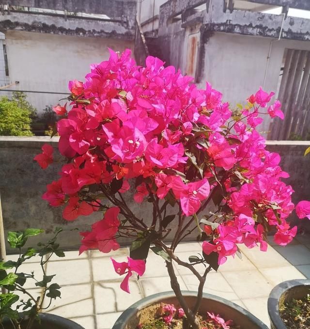  『枝叶茂盛』养这“4种花”,浇水很关键,学会这样做,枝叶茂盛、开花爆盆!
