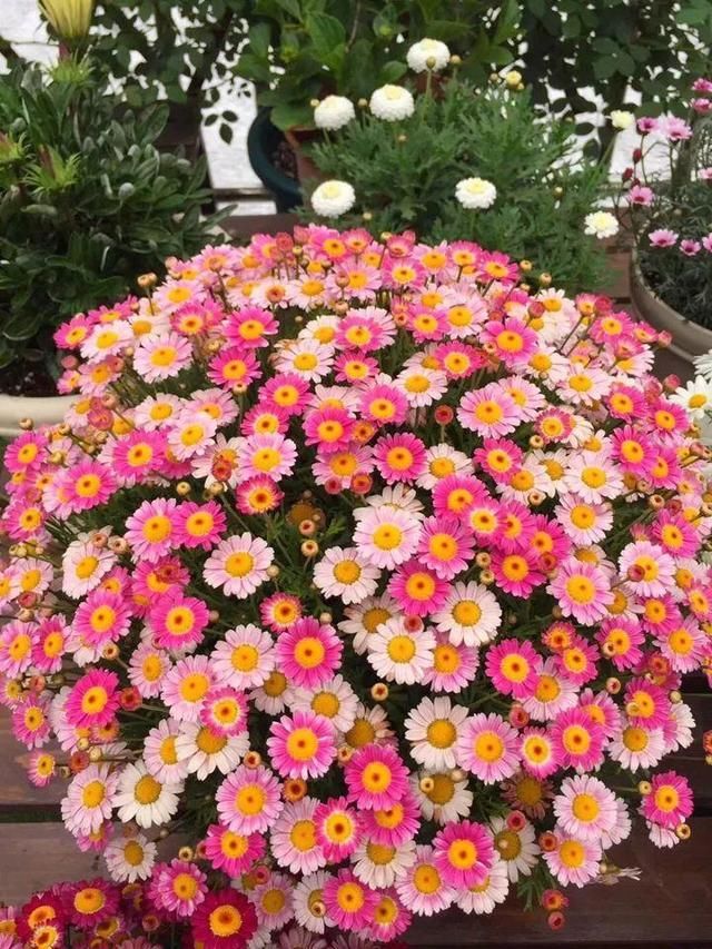  开花|玛格丽特“大片”黄叶枯枝，3个原因要知道，秋天才能开花