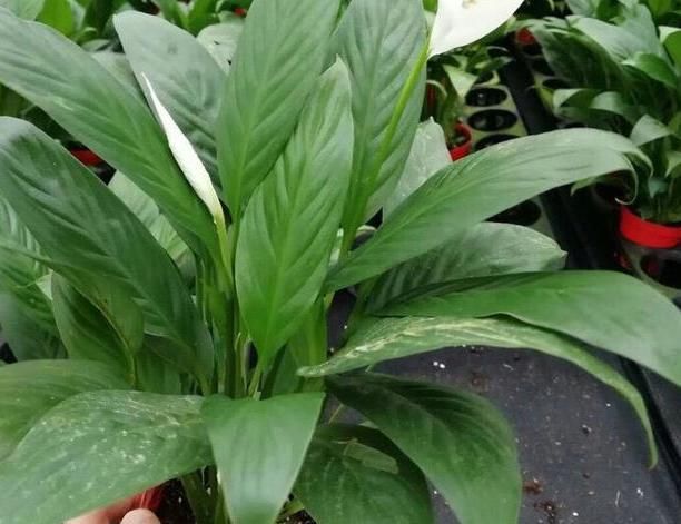  『夏季』夏季盆栽这4种植物，叶片一耷拉马上浇水，植株分分钟变精神
