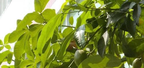  『夏天的时』养了十年的发财树，高约5米，年年都结发发财果，出上万都不卖