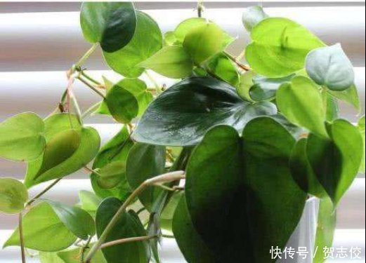  『守望』守望幸福之花绿萝，家庭种植有讲究，要注意这几点！