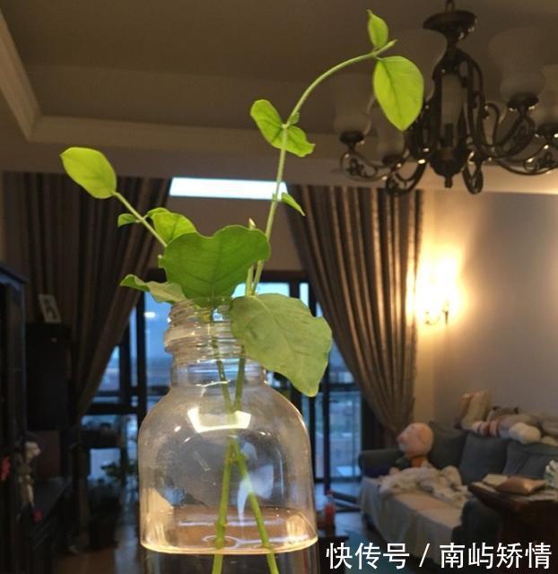 #水里#扦插茉莉花,就用“懒人法”,水里泡一泡,生根繁殖超级快