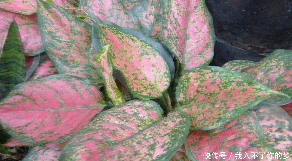  万年青|没想到广东万年青还有这么多个品种，被称为最好养的植物之一