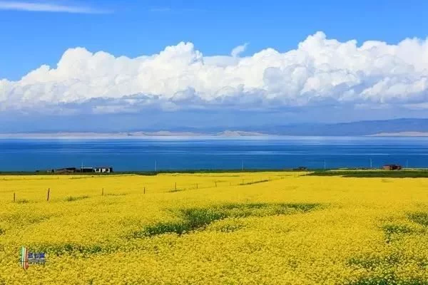 中国最美的油菜花海,油菜花逐渐“染黄”了神州大地
