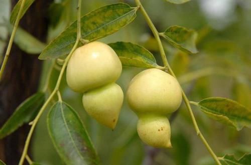  [枣子]农村这种“小葫芦”，很多人都没见过，其实是种熟知水果