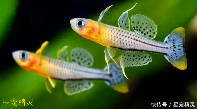 草缸里的小精灵,蓝眼类彩虹鱼的饲养与繁殖
