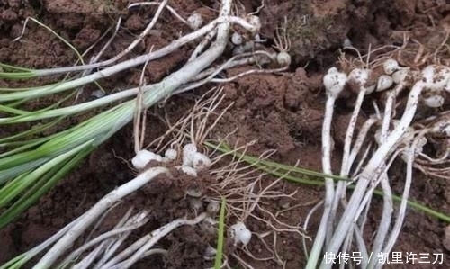  值钱|在干旱的山地里，1种植物像“杂草”，被称为“野蒜”，根茎值钱