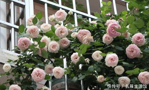 『门口』庭院门口4种花,花量大花期长,从春一直开到秋,也可盆栽养护