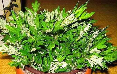 舒适■厕所异味重、病菌多,养上这“3种”植物,家庭变得舒适又健康!