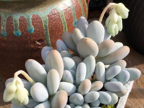 『冬季』夏天别给多肉植物上盆翻盆,除非肉肉出现了黑腐化水,生根慢!