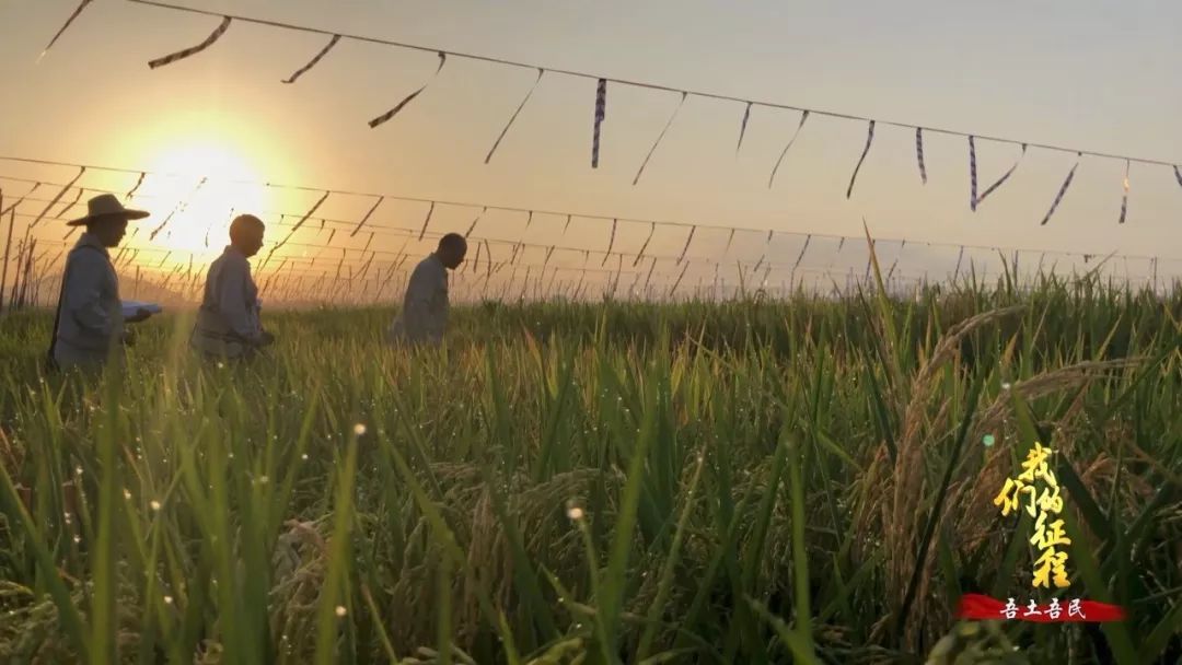  「创造奇迹」中国碗里装满中国粮！看，这片神奇的土地如何创造