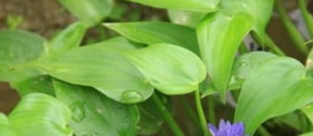  稻田@农民讨厌的稻田杂草，即是菜也是药，殊不知它却很珍贵！