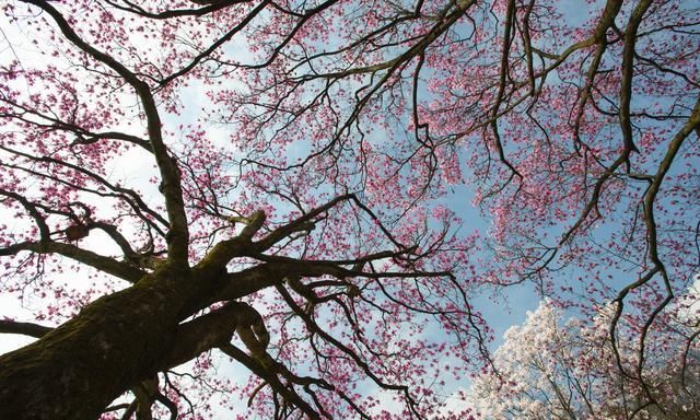 李子柒家乡绵阳风情