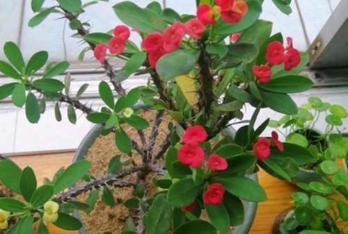 『盆栽』喜欢赏花就选虎刺梅,在家既能盆栽又可地栽,四季花开不停歇